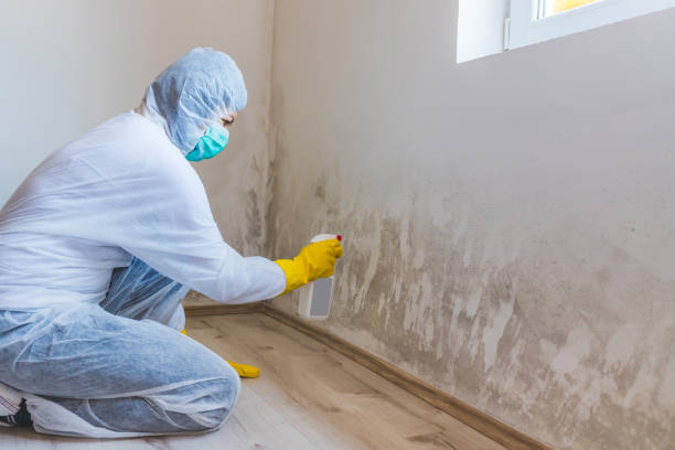 Licensed Attic Mold Removal service in Shermans Dale, PA - WQB Mold Removal