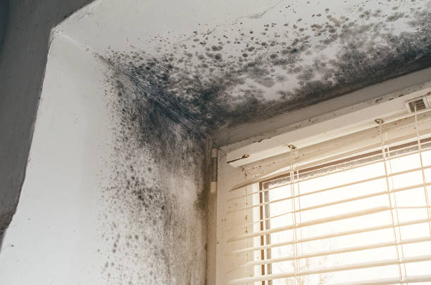 Affordable Attic Mold Removal solutions in Shermans Dale, PA